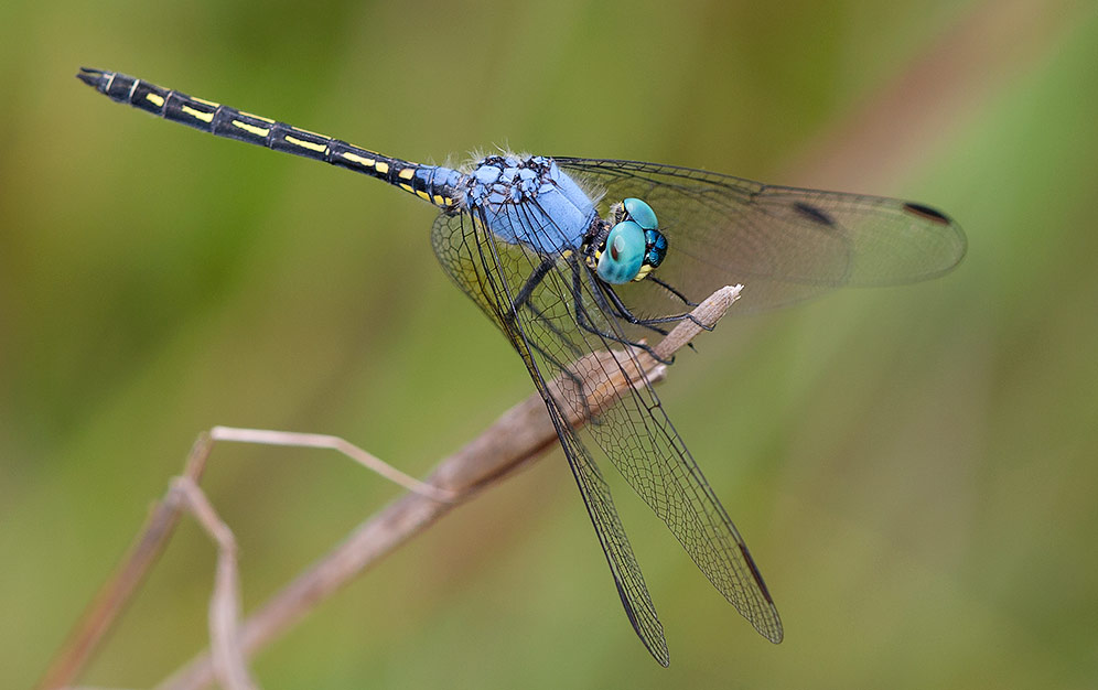 Trithemis sticta male